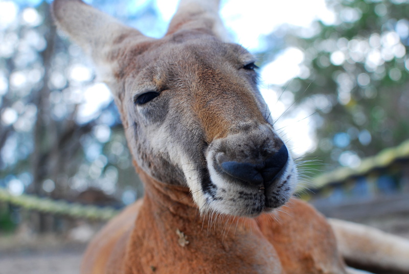 face, male, domestic animals, funny, head, animals in the wild, animal themes, vertebrate, photography, animal body part, 4K, close-up, day, snout, sleepy