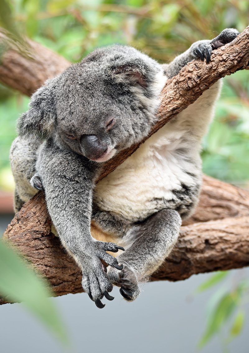 no people, sitting, koala bear, 4K, animal wildlife, animal, animal themes, fur, bear, wild, cute, australium, tree, branch, sleeping, australian animal
