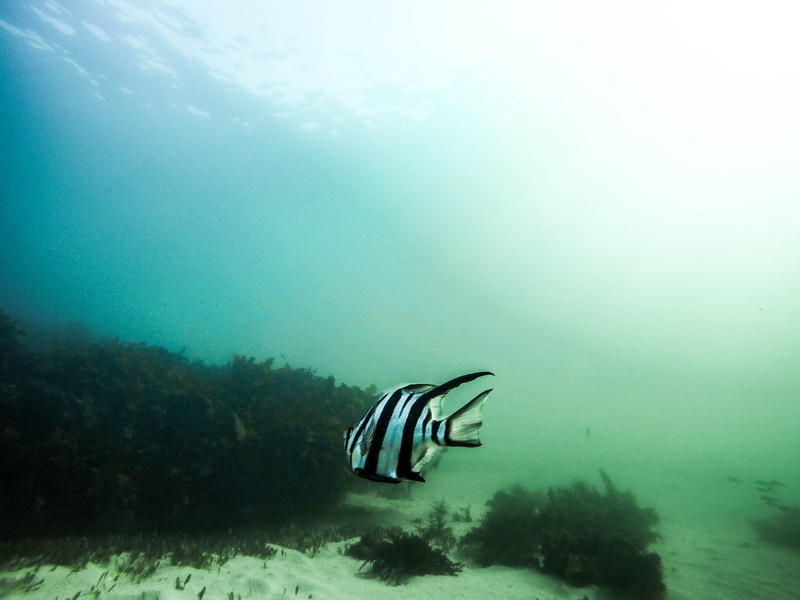 blue, marine life, nature, swimming, sea life, animal wildlife, fish, water, underwater, island, animal, no people, beauty in nature, vertebrate, animal themes