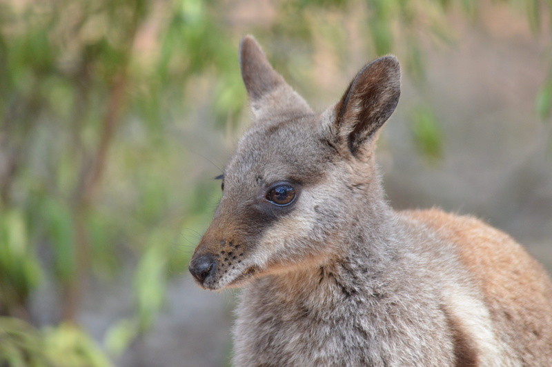 animals in the wild, brown, focus on foreground, face, cute, listening, 5K, wallaby, photo, herbivorous, pensive, australium, animal ear, alice spring