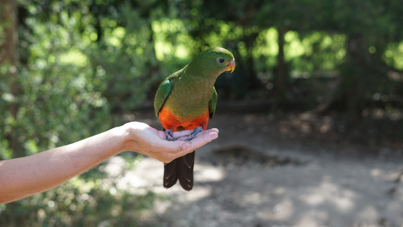 green, vertebrate, parrot, 5K, wild, animal wildlife, outdoors, person, summer, body part, australium, park, human body part, day, perching, unrecognizable person