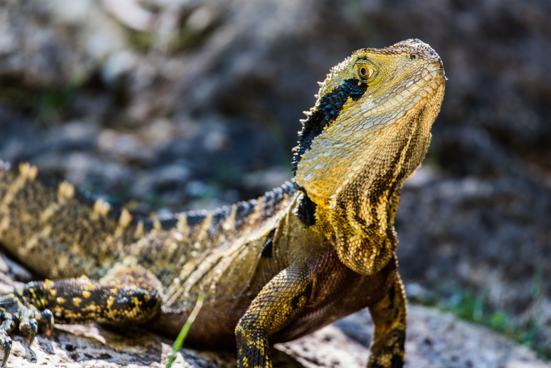 yellow, side view, focus on foreground, water dragon, up close, lizard, close-up, scale, 5K, rock - object, animal body part, focu, animal wildlife, macro