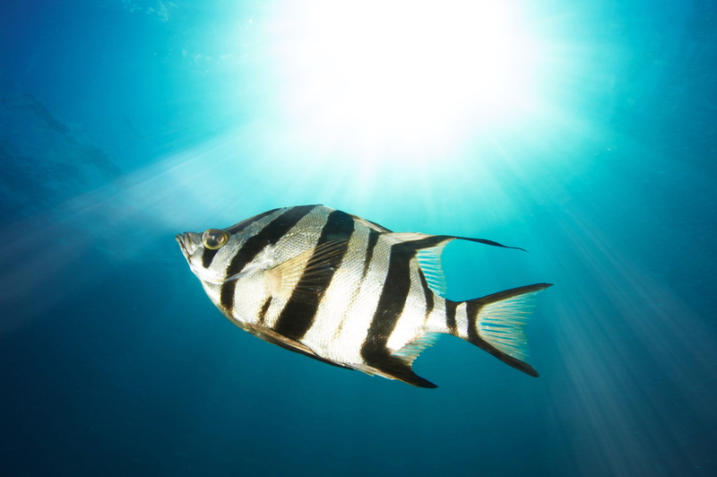 day, australium, gray, undersea, grey, lens flare, ocean, ikelite, sunray, 2K, nikon, sun, sydney, no people, water, sunbeam, animal themes, sunlight