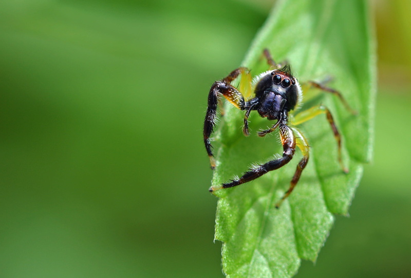 day, spider, animal, animals in the wild, 2K, plant, one animal, yellow, green, crawling, selective, eye, animal wildlife, photography, mopsus mormon