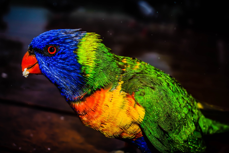 parrot, beak, eye, yellow, photography, animal wildlife, feather, green, one animal, colour, day, parakeet, bird, no people, green color, red, close-up
