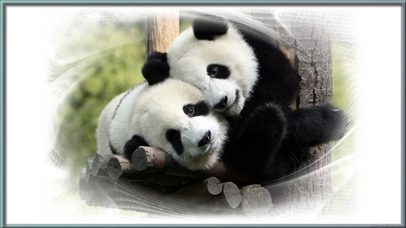 portrait, cute, young animal, one animal, mammal, 1080P, panda - animal, animals in the wild, bamboo - plant, looking at camera, bear, giant panda, animals
