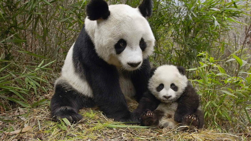 no people, endangered species, plant, giant panda, bamboo - plant, animals in the wild, eating, nature, bear, cute, mammal, 1080P, group of animals, animal themes