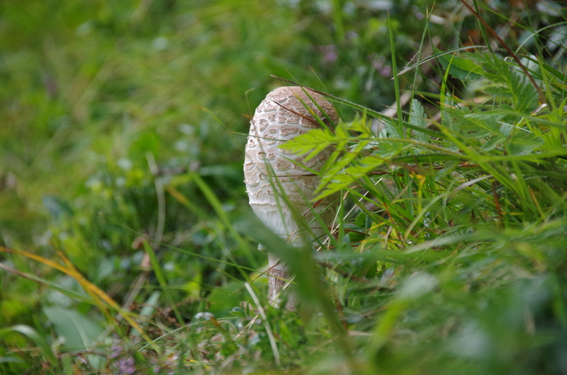 boletes, growth, leaf, screen fungus, young, outdoors, tranquility, giant schirmling, day, Mushroom, plant, green color, food, Fungus, land, no people
