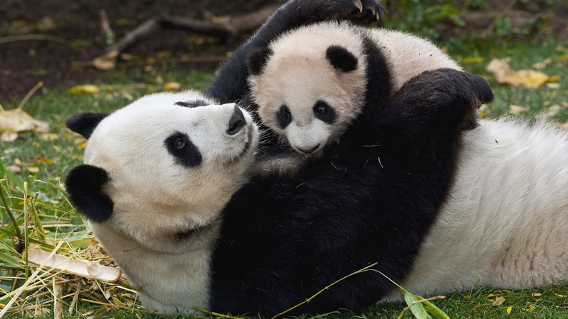 no people, bamboo - plant, Cub, Cuddling, endangered species, bear, 1080P, panda - animal, mammal, animal themes, relaxation, giant panda, nature, plant