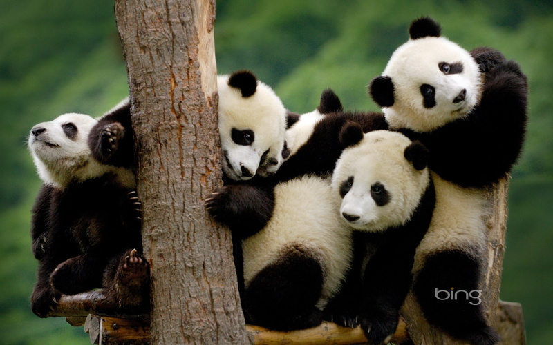 young animal, animals in the wild, nature, family, zoo, tree, animal wildlife, endangered species, panda - animal, no people, giant panda, group of animals