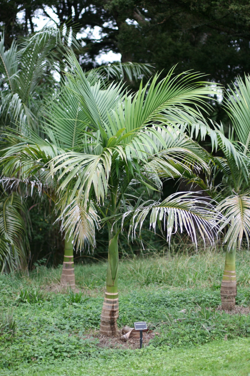 foliage, no people, tree, young giant palms, day, palm tree, botany, palm trees, park - man made space, rain, land, palm leaf, culture, outdoors, green color
