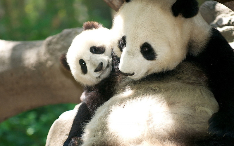 animals in the wild, no people, Animal, nature, animal head, zoo, giant panda, bear, 1080P, group of animals, animal family, herbivorous, white color