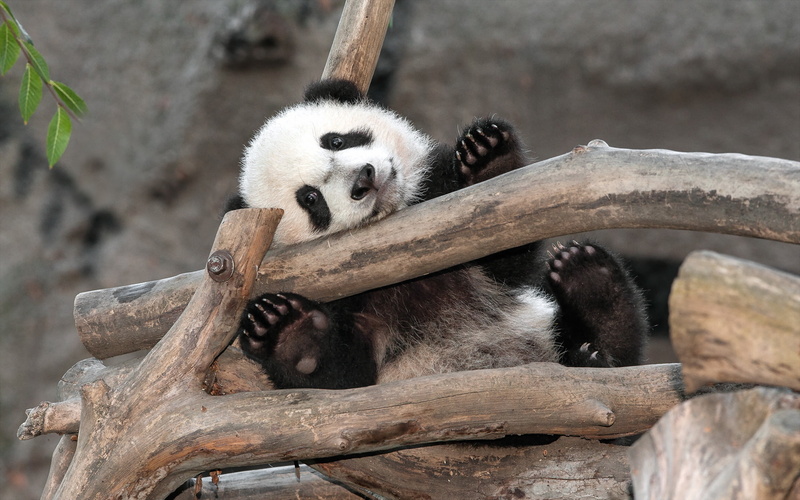 animal, animal themes, cute, giant panda, animals in the wild, outdoors, resting, plant, relaxation, 2K, mammal, no people, panda, bear, nature, white
