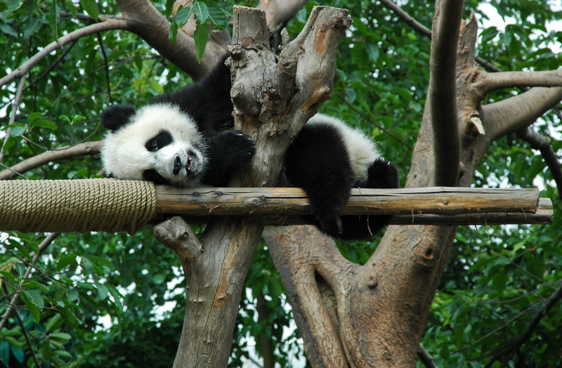 group of animals, wood - material, young, China, two animals, photography, relaxation, animal wildlife, day, animals in the wild, low, tree trunk, panda - animal