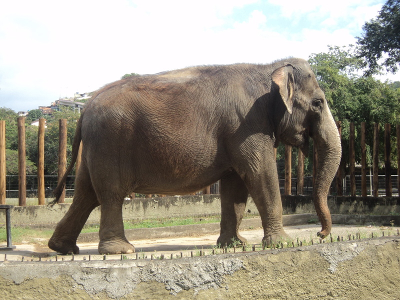 animal Trunk, Animal, giant, asia, wildlife, sky, plant, outdoors, Mammal, full length, no people, side view, Elephant, field, animal themes, vertebrate