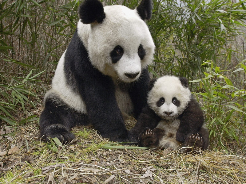 zoo, bamboo - plant, mammal, baby animals, bear, endangered species, animal wildlife, no people, two animals, animal family, panda - animal, giant panda