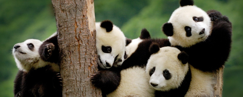 animal, tree trunk, animal wildlife, zoo, nature, animal themes, trunk, plant, panda - animal, giant panda, multi, animal family, tree, bamboo - plant