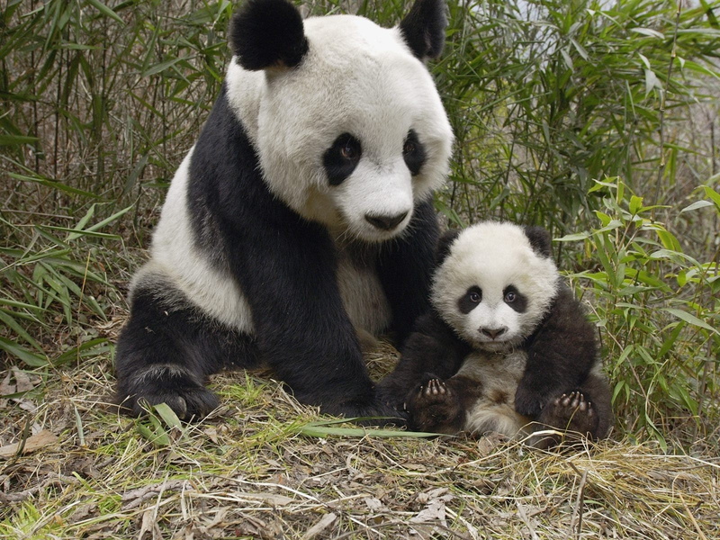 mammal, giant panda, animals in the wild, animal family, vertebrate, no people, animal themes, zoo, animal wildlife, two animals, cute, young animal, animal hair