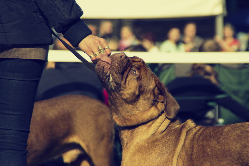 dogue, 5K, bordeaux, muscular, bred, red, young, one animal, french, human hand, focus on foreground, bull, beautiful, mammal, real people, wrinkles, short