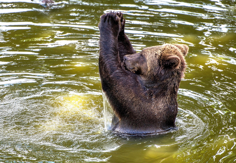 Blair Drummond Safari Park, Scotland, European, applause, 4K, water, brown bear