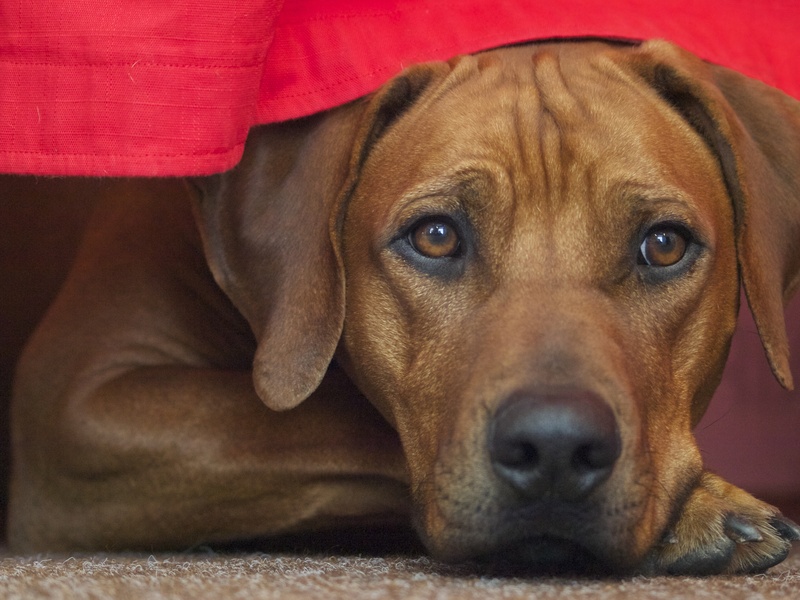 race, cloth, concerns, 2K, no people, portrait, pets, vertebrate, relaxation, red, one animal, dog, animal themes, animal, dog breed, snout, mammal, pet