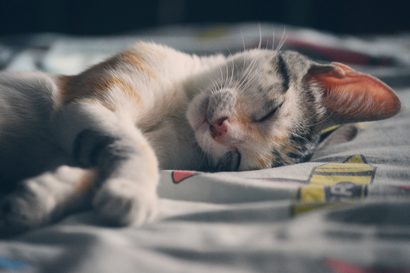 concern, Adorable, Animal, 4K, cat, charming, Cute, Beautiful