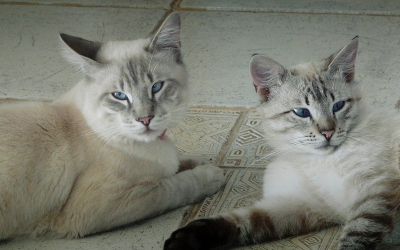 domestic Animals, group of animals, no people, tired, play, fur, mammal, fluffy, cat, sitting, short, animal family, sleeping, concern, togetherness, relaxation
