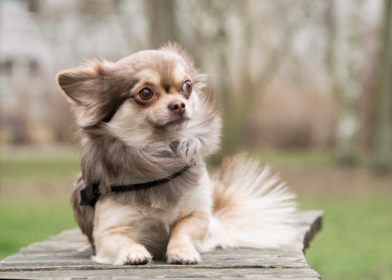 shih tzu, small, dog, young animal, pets, canine, male, animal, 5K, lap dog, focus on foreground, animal themes, chihuahua - dog, sitting, domestic animals