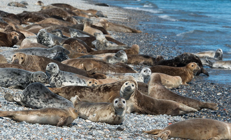 animal themes, underwater, nature, group of animals, no people, vertebrate, concerns, helgoland, grey seals, mammal, animal wildlife, 1080P, sand, resting