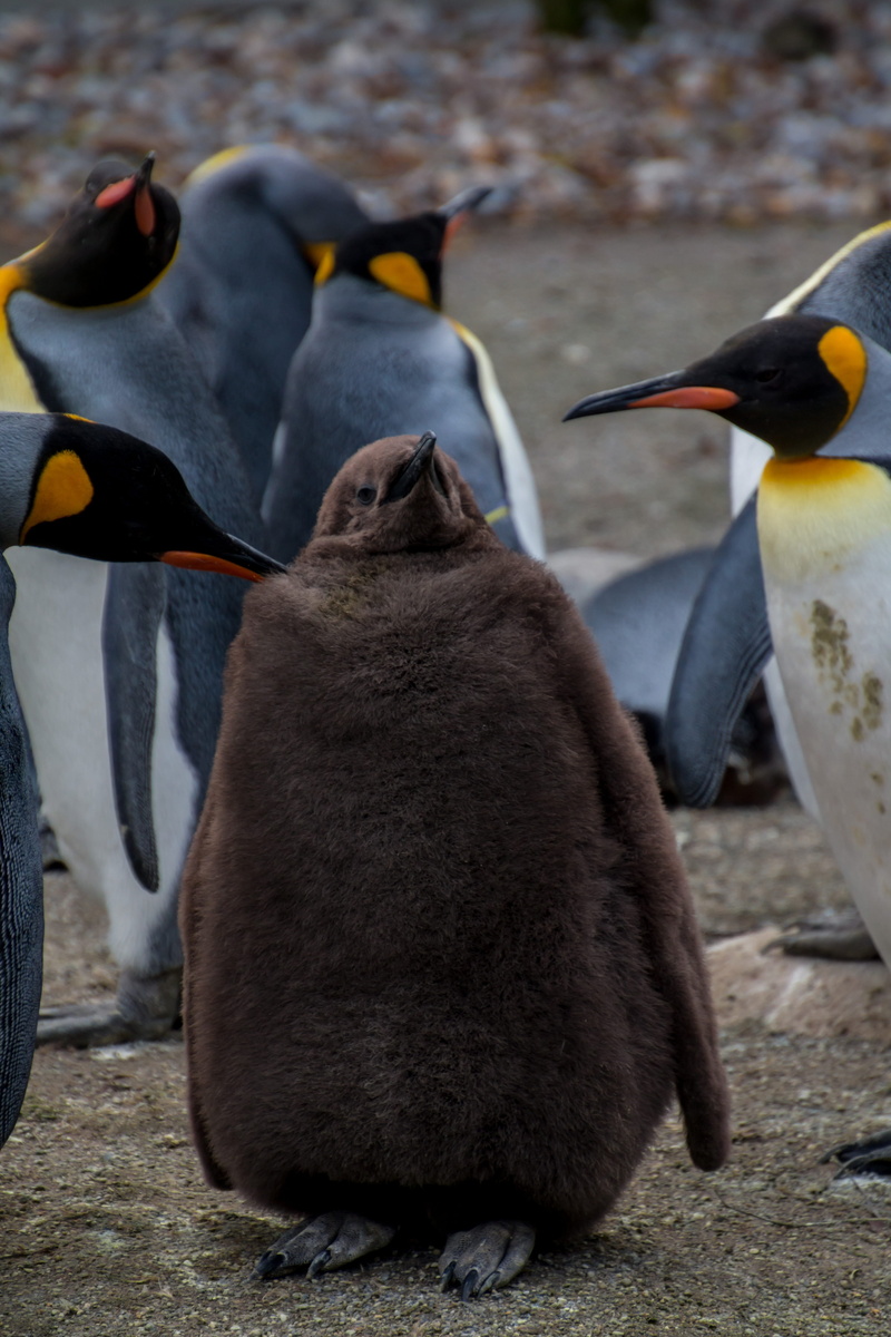 medium group of animals, focus on foreground, close-up, emperor penguin, three animals, nature, group of animals, animal family, penguin, animal themes