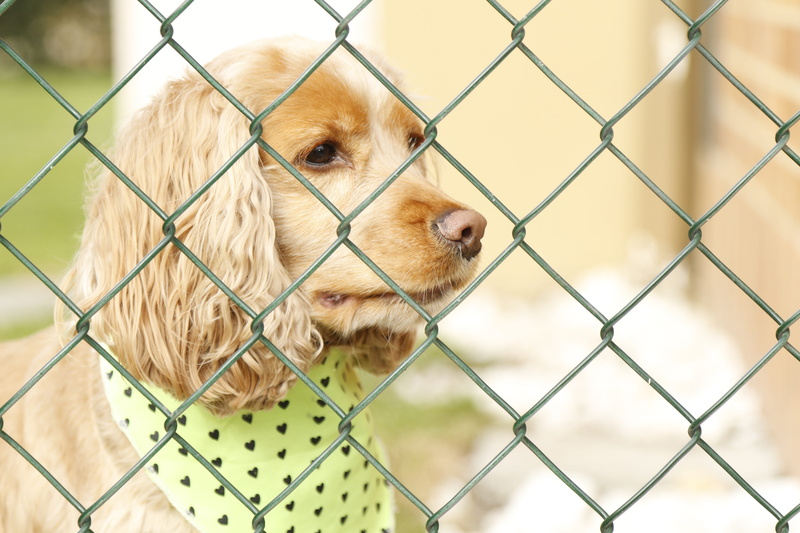 portrait, dog, pets, boundary, animal head, close-up, domestic, fence, animals, canine, vertebrate, domestic animals, chainlink fence, animal, metal, one animal