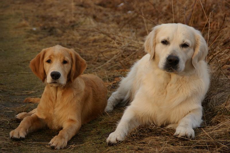 togetherness, land, pet, looking at camera, two animals, golden retriever, domestic animals, portrait, head, view, mindful, dog, concerns, sitting, 4K