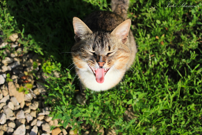 fun, domestic, day, sitting, looking, young Animal, shade, domestic Animals, beautiful, mammal, beauty In Nature, outdoors, negative emotion, fluffy, yawning
