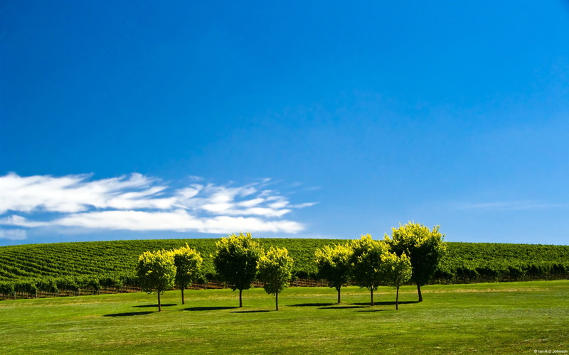 growth, 1080P, outdoors, nature, country, plant, day, grass, green color, no people, australia, south, environment, adelaide, cloud - sky, field, tree