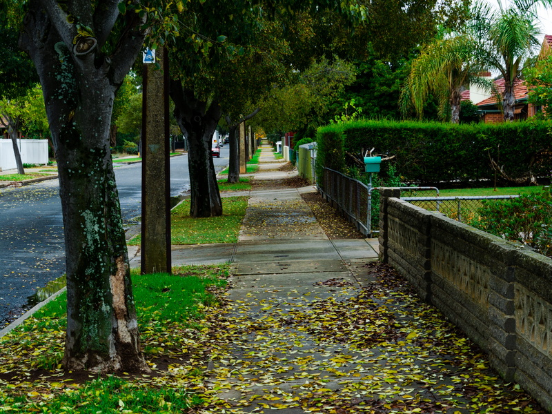 trees, plant, no people, scenics - nature, green color, tree, water, australia, park, footpath, the way forward, street, adelaide, 4K, foot path, autumn
