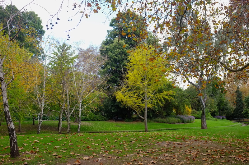 garden, trees, park - man made space, south australia, scenics - nature, fall, day, field, land, outdoors, autumn, grass, botanic garden, tranquility, green color