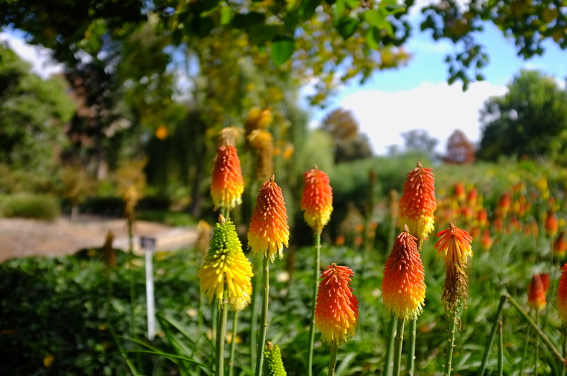 flower, field, day, botanical garden, vulnerability, close-up, tranquility, downtown, beauty in nature, south australia, nature, tree, freshness, focus on foreground