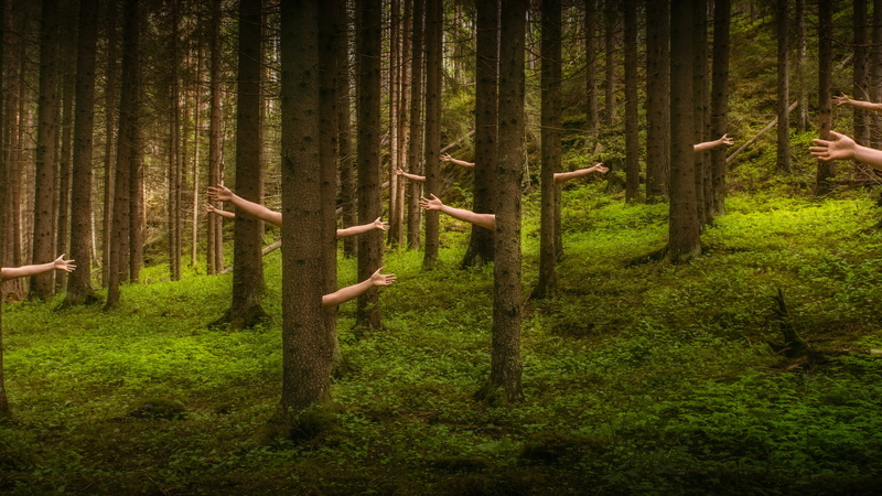 Hands, Trees, Silence, Forest, Waves, Communication, 2K
