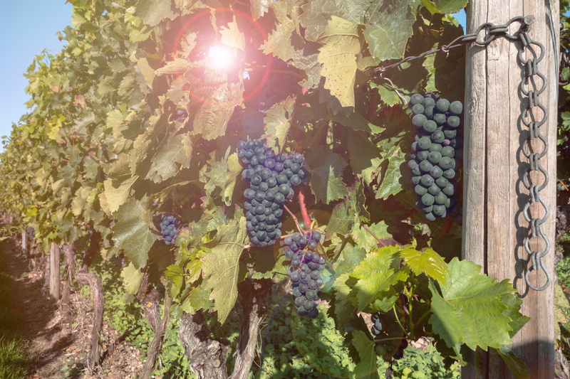 red wine, flower, tree, read, winegrowing, plant part, built structure, sunbeam, fruit, sunlight, green, blue, nature, 5K, grape, beauty in nature, autumn