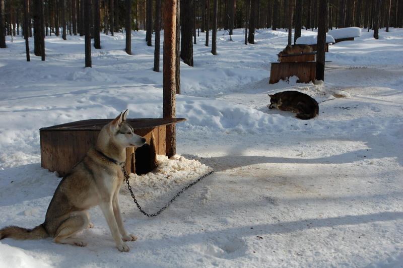 vertebrate, canine, domestic animals, mammal, outdoors, cold temperature, 2K, rovaniemi, nature, finland, field, no people, domestic, covering, winter