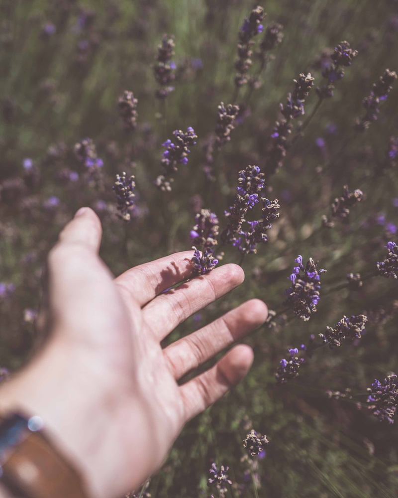 depth of field, cluster, lavender, person, touching, purple, land, close-up, flowering plant, human body part, blur, bokeh, selective focus, photo, outdoors