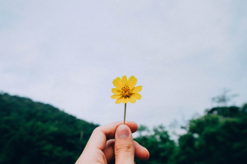 yellow, summer, flower, sky, human hand, hand, vulnerability, flowers, pollen, person, nature, close-up, flowering plant, freshness, 4K, outdoors, human body part
