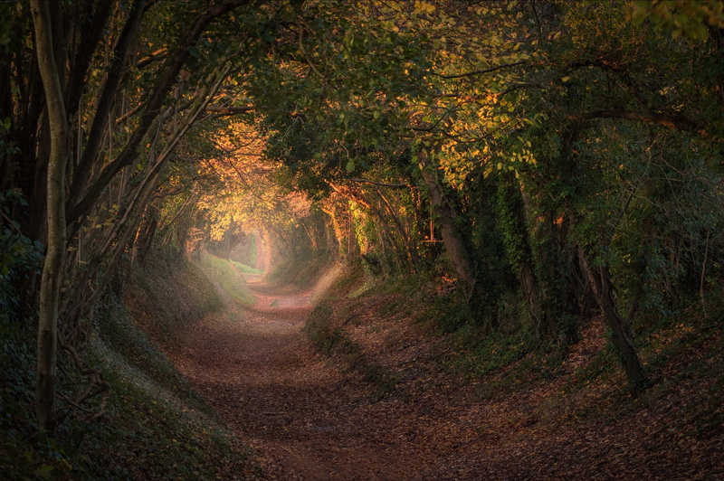 Halnaker, autumn, West Sussex, 1080P, trees, trail, the tunnel, England