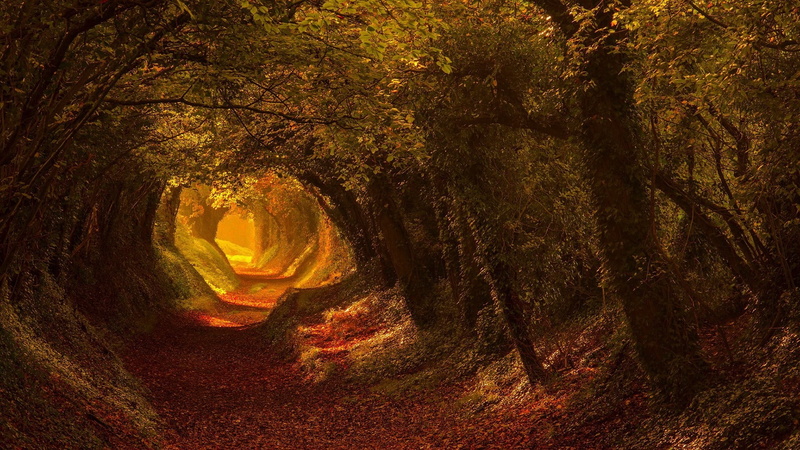 scenics - nature, forest path, outdoors, idyllic, rock, holloway, halnaker, tunnel, west sussex, walkway, deciduous, direction, forest, woodland, sunlight