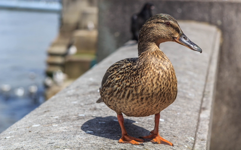 one animal, historical, animal, kingdom, uk, duck, tower, nature, Female, animal themes, attraction, sunlight, outdoors, animal wildlife, Thames, mallard duck female