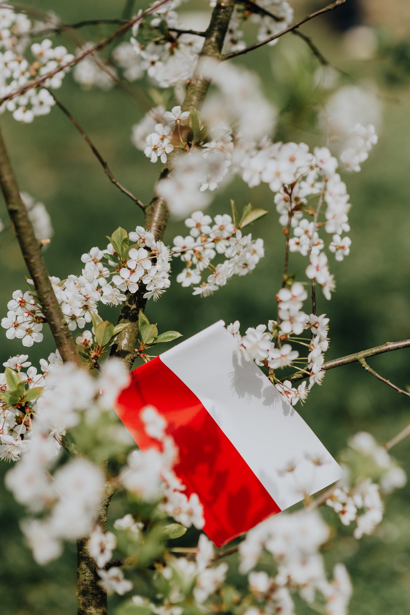 no people, flag, flower, growth, focus on foreground, Europe, Poland, vulnerability, flowering plant, flower head, day, eu, plant, red, white color, outdoors