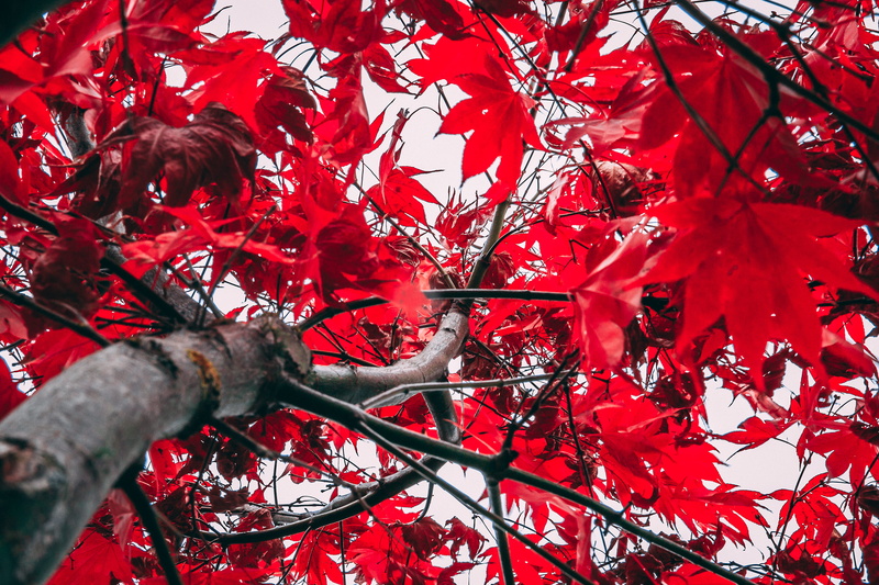red, leaf, maple leaf, branch, selective focus, change, autumn, close-up, upper hutt station, tree, outdoors, no people, day, plant part, growth, autumn maple