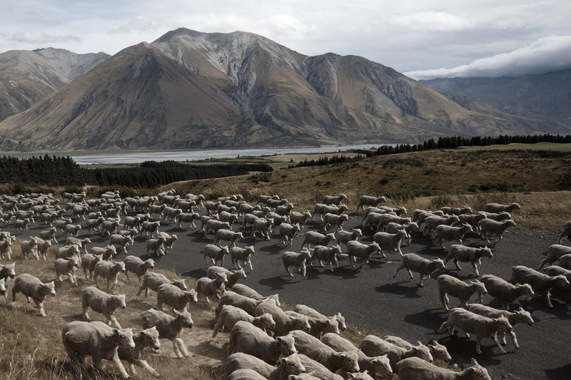 vertebrate, environment, scenery, bird, high country, canterbury, new zealand, day, cloud - sky, nature, group of animals, animal themes, scenics - nature