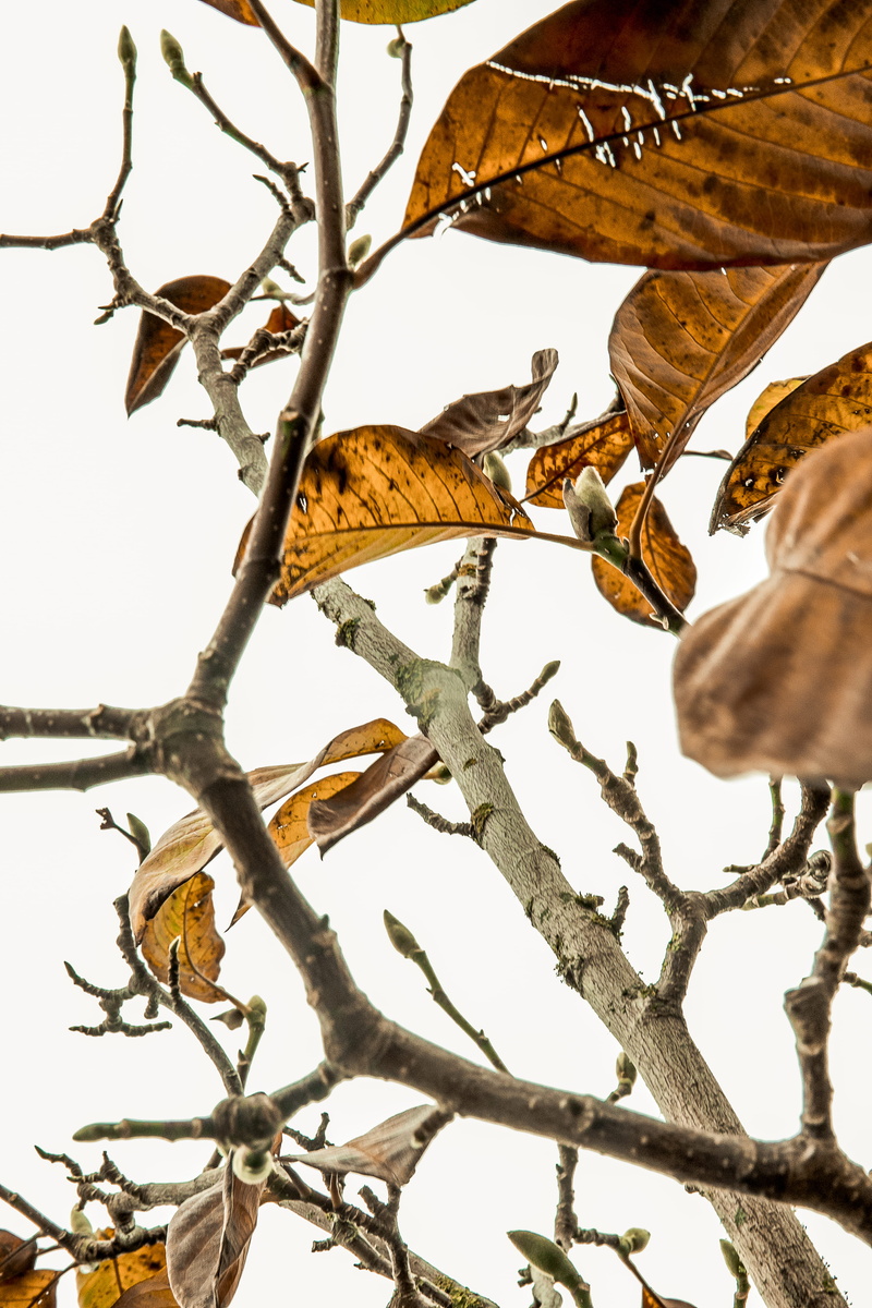 invertebrate, beauty in nature, veins, autumn, upper hutt city library, leaves, tree, low angle view, no people, winter, leaf, day, gray, forest, upper hutt
