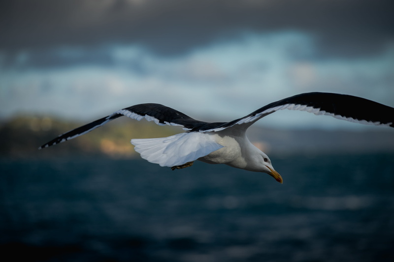 flying, animal wildlife, motion, animal themes, bird, sky, seagull, lower hutt, animal wing, outdoors, new zealand, animal, nature, vertebrate, animals in the wild